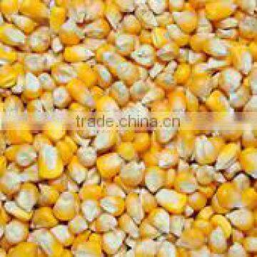 YELLOW CORN FEED GRADE