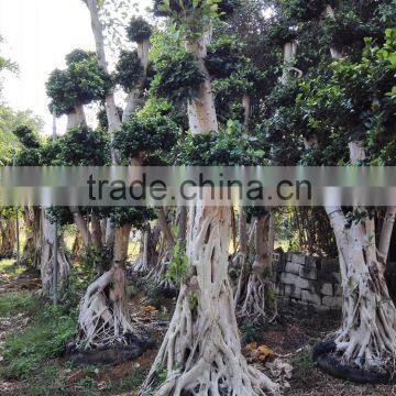 Potted evergreen trees Large outdoor ficus trees