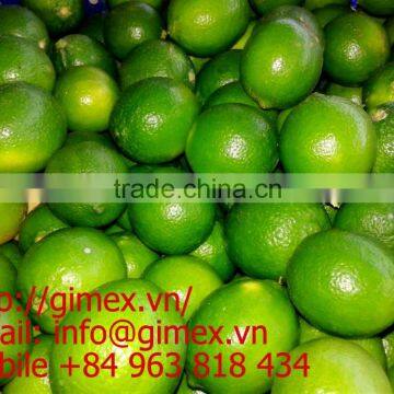 Fresh lime Gimex high quality of Viet Nam