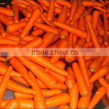 2016 New crop Fresh Carrots