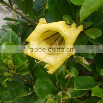 Solandra nitida Cup Of Gold Chalice Vine