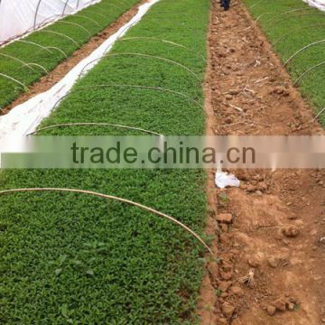 Hot Sale Stevia Seeds High Yield Stevia Farm Plant Seeds For Cultivation