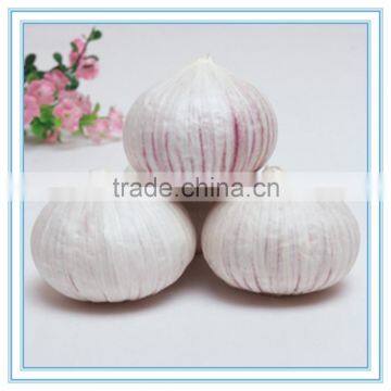 Organic garlic seed bulbs, a bulb of red garlic, fresh garlic seed