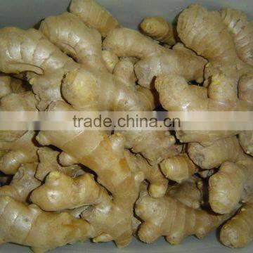 Fresh Ginger photo-2