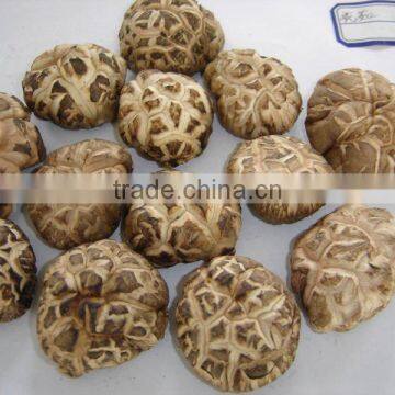 A Grade Dried Flower Mushroom