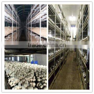 AceFog Industrial ultrasonic equipment for growing mushrooms