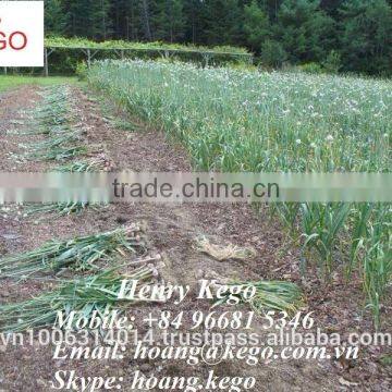 Fresh White Garlic Crop 2016 photo-4