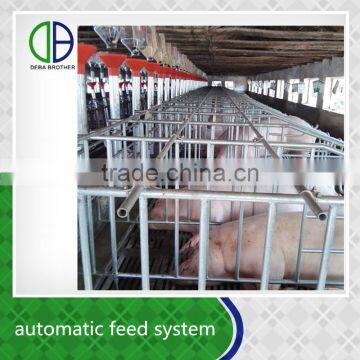 Saving time and money morden pig farm automatic pig feeder line