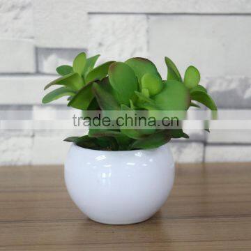 White potted mini succulent plants bonsai