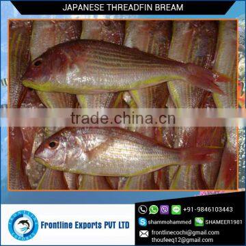 Seller and Exporter of Japanese Threadfin Bream