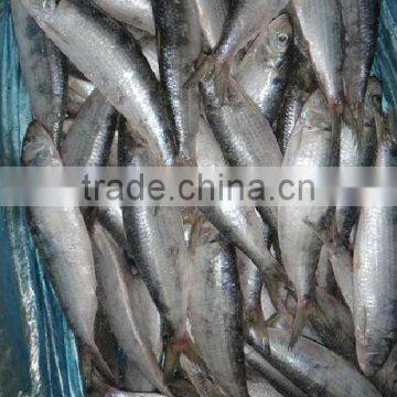 Whole Frozen Sardine Fish photo-3