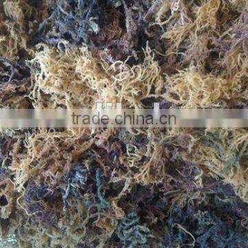 Sell Spinosum Seaweeds With Good Quality