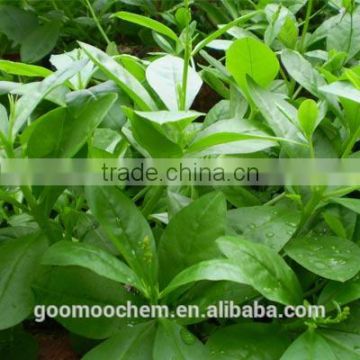 Panax Ginseng Leaf Extract, Ginseng Leaf Extract, Yellow-white powder Panax Ginseng Leaf Extract