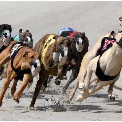 Dog Racing Timing and Scoring System