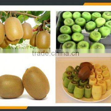 Leader Low Price Kiwi Fruit Washing and Peeler Machine photo-4