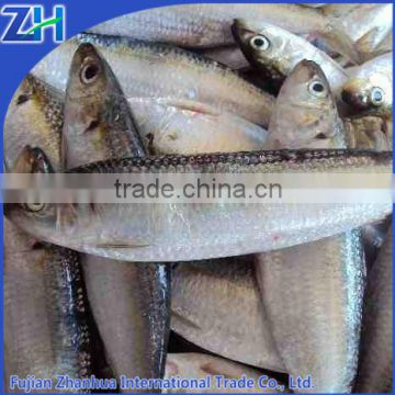 frozen sardine fish canned grade