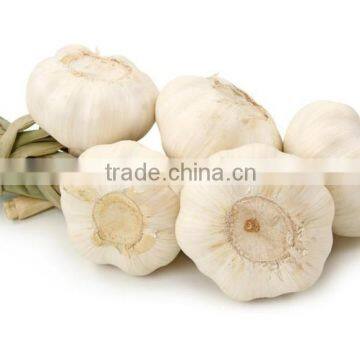 2016FRESH GARLIC photo-6
