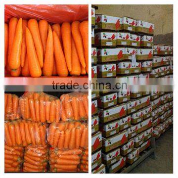 China Fresh Carrot Natural Carrot Manufacturer photo-5