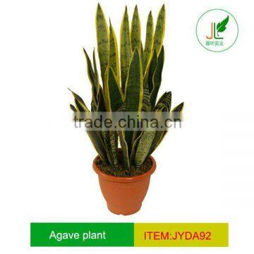 Fake agave plant in plastic pot