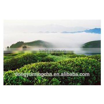 Best Quality and Competitive Price 100% Pure and Natural Organic Green Tea Extract50%-98% photo-4