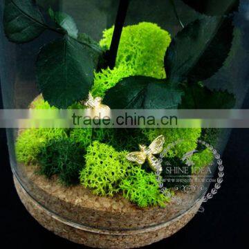 10x18cm The Little Prince Red Rose Dry Preserved Flower Glass Dome Home Decoration Table Centerpiece Indoor Gardening 0120001