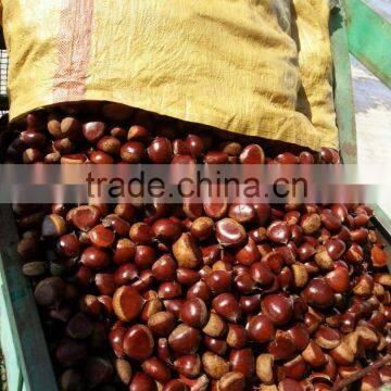 2015 growth Chinese chestnuts