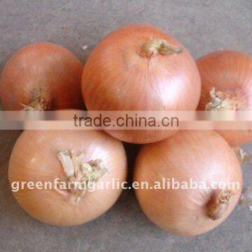 New Yellow Onion Crop