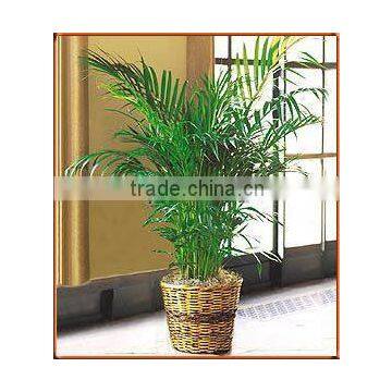 Areca Palm Air Purifying Plant Indoor Plant (Chrysalidocarpus lutescens) 40 Cm - See more at: http://chhajedgarden.com/Indoor-Po