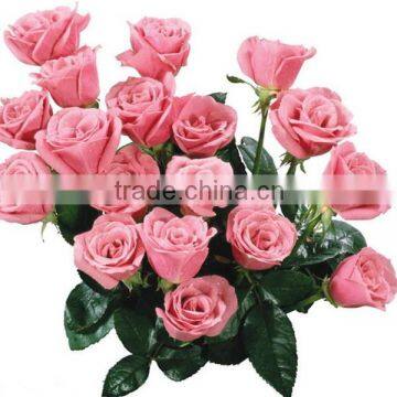 Export First Class Fresh Cut The Maria Roses Wedding Decoration Flowers