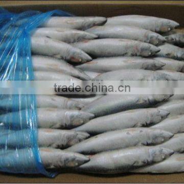 frozen mackerel from the Bohai sea