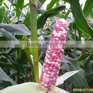 MCO03 Xin Early Maturity Mix Waxy Corn Seeds, Hybrid Corn Seeds for Planting photo-2