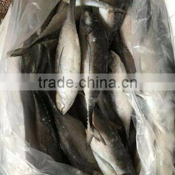 Whole Fish Frozen Jack Mackerel photo-3