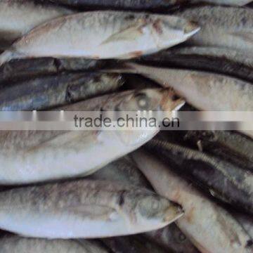 Frozen Whole Horse Mackerel Fish photo-2