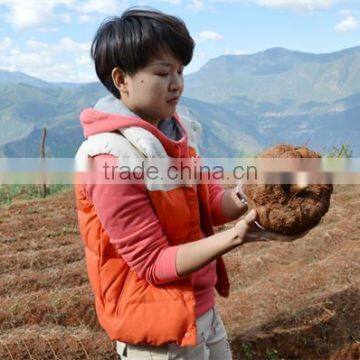 Gluten Free Konjac Lasagne Buy Konjac Chips Konjac Pasta Lasagna Noodles photo-5