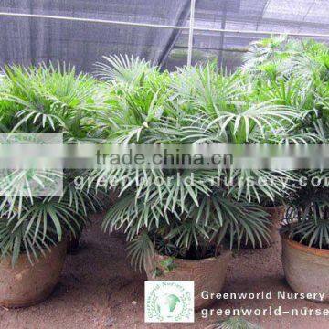 rhapis multifida potted and rooted indoor small palm trees