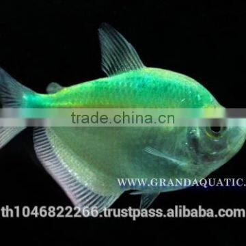 White Skirt Tetras Fish Farm For Sale and Export photo-2