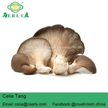 New Arrival High Quality Pleurotus Abalonus photo-2