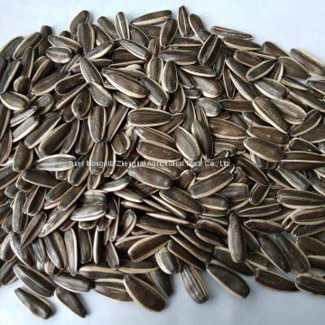 New Crop Sunflower Seed of Type 363 photo-3