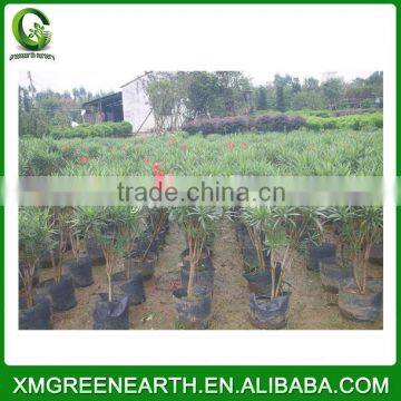 Nerium Indicum Mill Red Flower photo-3