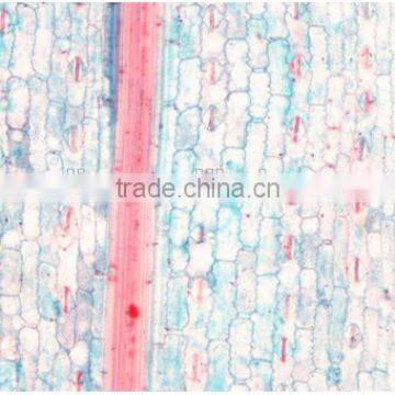 Plant Leaf Slides , Plant Leaft Epidermis Slides ,leaf Slides of Botany,leaf Spidermis Slides photo-2