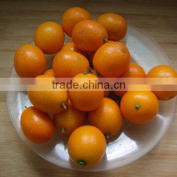 Automatic Brush Date Cleaning Machine|Ginger Washer and Cleaner Machine photo-5