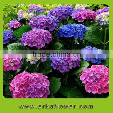 Indoor decoration wholesale silk hydrangea flowers from Yunan