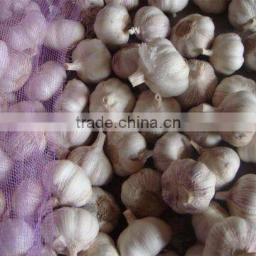 China Super White Garlic - Spicy Vegetable For Export