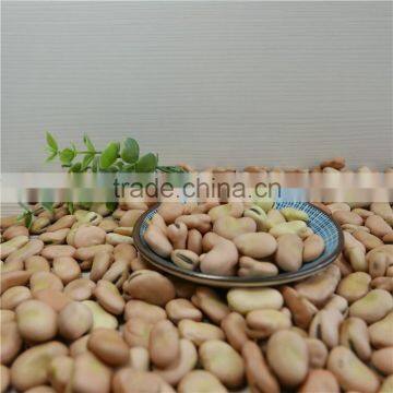 High Quality Broad Beans / Faba Beans / Fava Beans for Canned photo-6