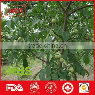 Juglans Regia L. Planted in China photo-2