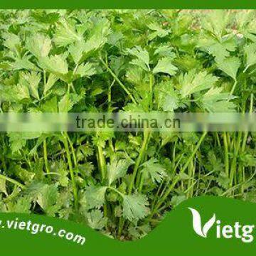 HIGH YIELD AND HIGH QUALITY CELERY SEEDS VGCE01