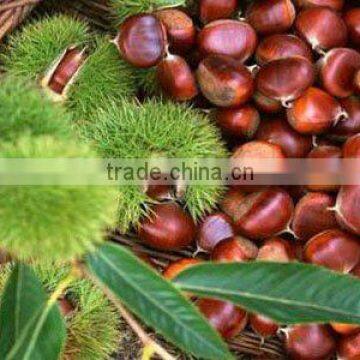 natural chestnut