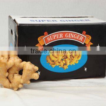 FRESH GINGER photo-2