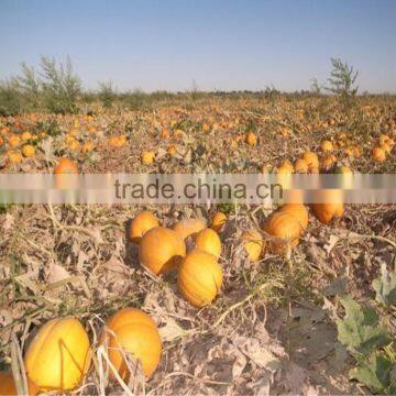 China Snow White Pumpkin Seeds 11cm 12cm 13cm photo-3