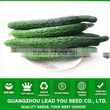NCU15 Changgui op cucumber seeds for open field non hybrid cucumber seeds